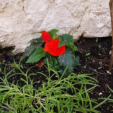 Terra Rossa Appartamento *