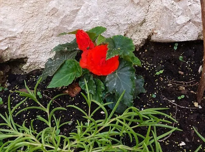 Terra Rossa Appartamento *